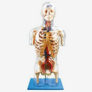 مولاژ نیم تنه شفاف