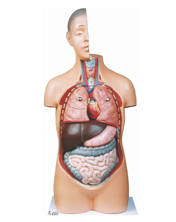 مولاژ نیم تنه