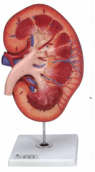 مولاژ کلیه سه تکه پلاستیکی