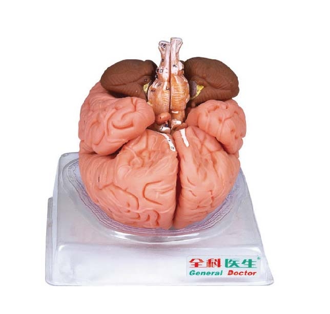 مولاژ مغز