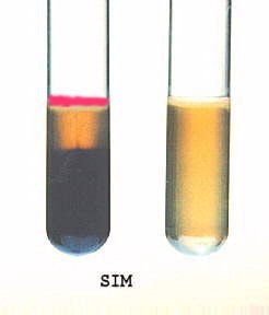 محیط کشت SIM مرک