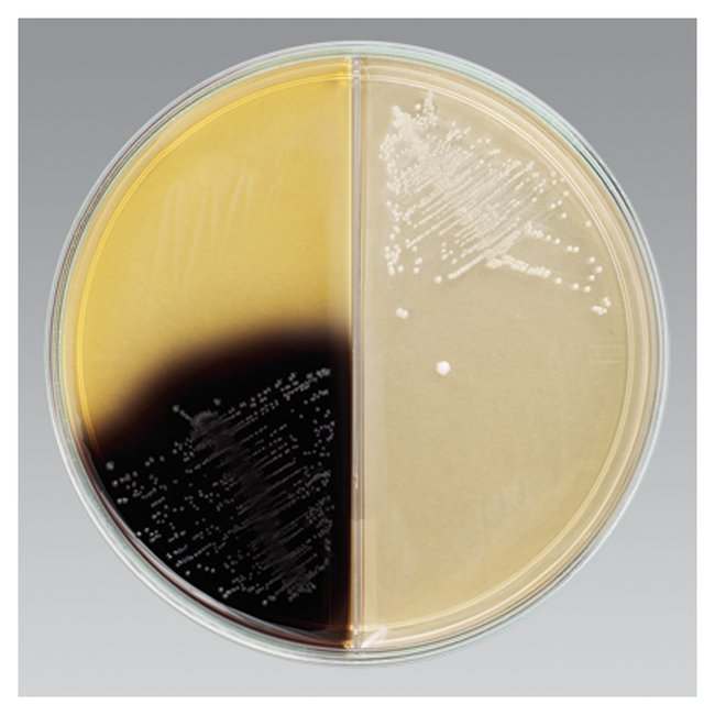 محیط کشت بایل اسکولین آگار for microbiology