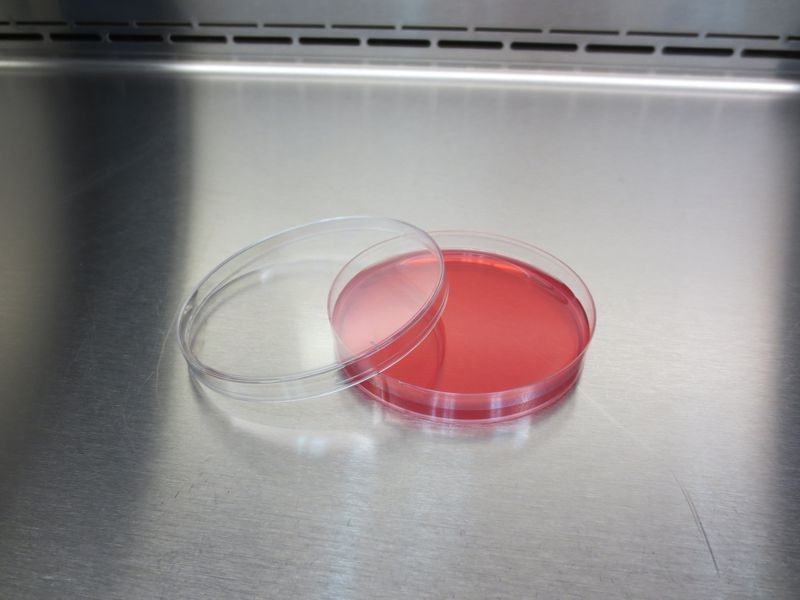 محیط کشت مانیتول سالت آگار for microbiology