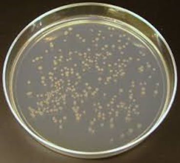 محیط کشت نوترینت آگار (NUTRIENT AGAR) کیولب