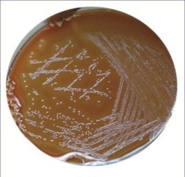 محیط کشت جی سی آگار بیس (GC AGAR BASE) کیولب