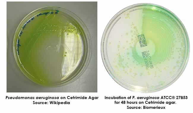 محیط کشت سترماید آگار  (CETRIMIDE AGAR) کیولب