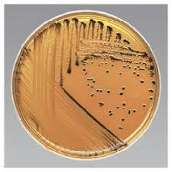 محیط کشت سالمونلا شیگلا (SS AGAR) کیولب