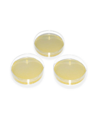 محیط کشت گلوکز آگار (GLUCOSE AGAR) کیولب
