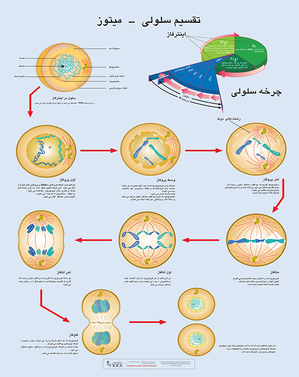 پوستر آموزشی تقسیم سلولی (میتوز)