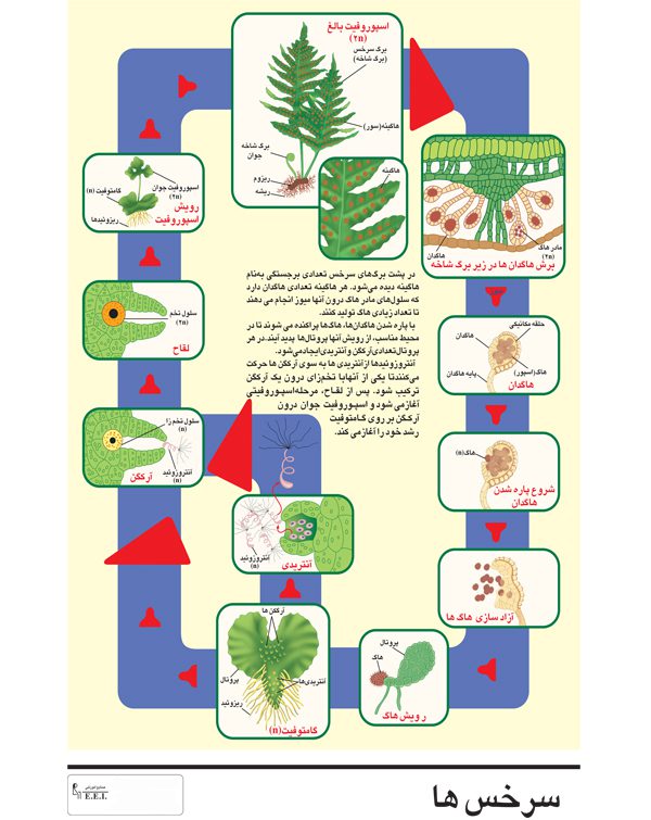 پوستر آموزشی سرخس