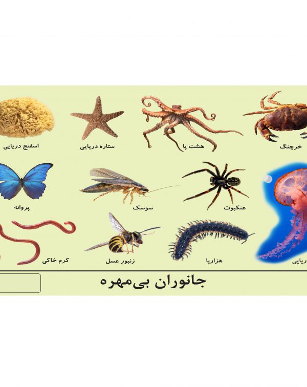چارت جانوران بی مهره