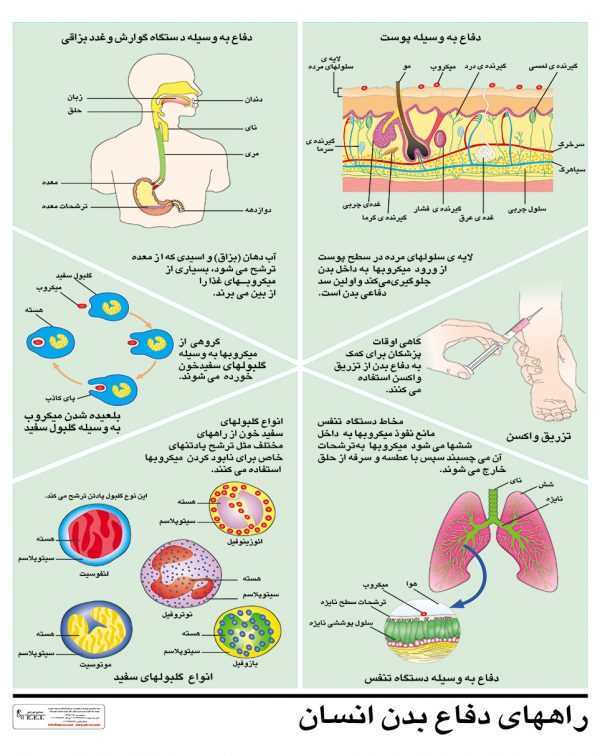 پوستر آموزشی راه های دفاع بدن انسان