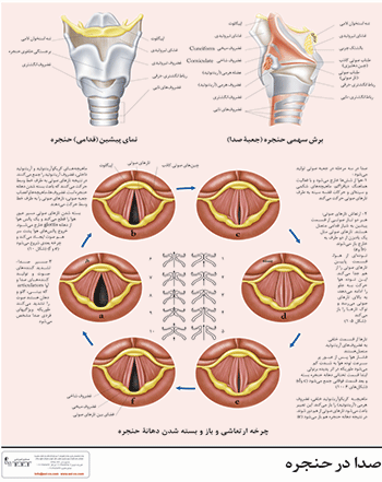 پوستر حنجره و صدا