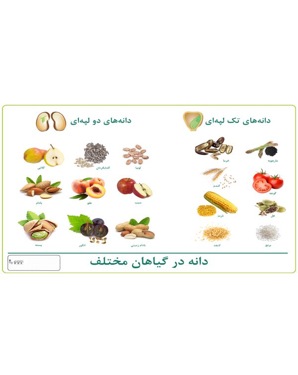 چارت دانه انواع گیاهان