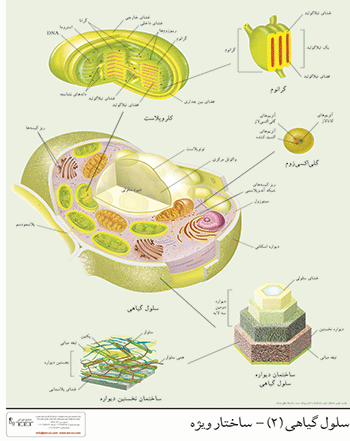 پوستر سلول گیاهی (ساختار ویژه)