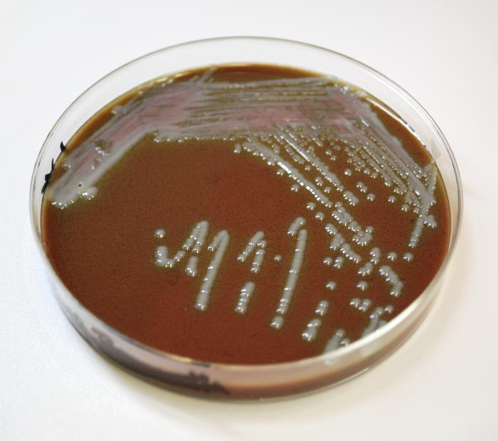 محیط کشت شکلات آگار (Chocolate Agar) کیولب